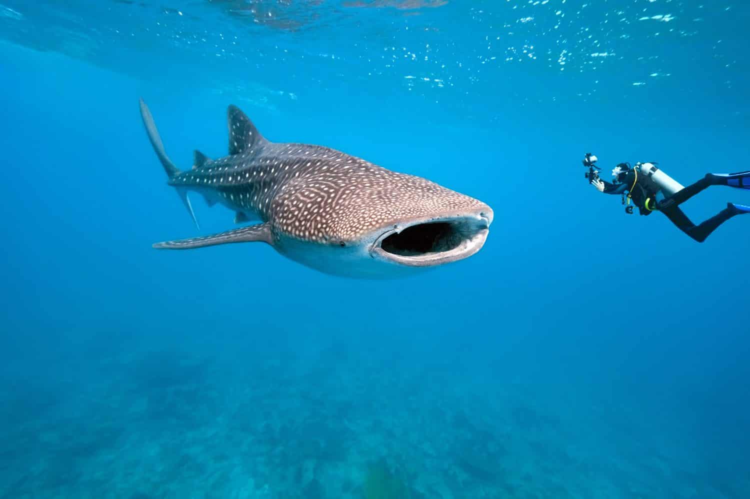 The Largest Fish Found in U.S. Waters