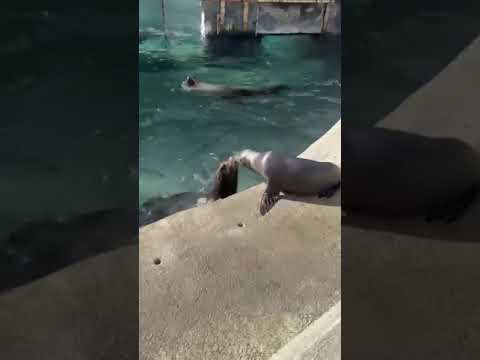 Sea lion pup meets its father in heartwarming moment