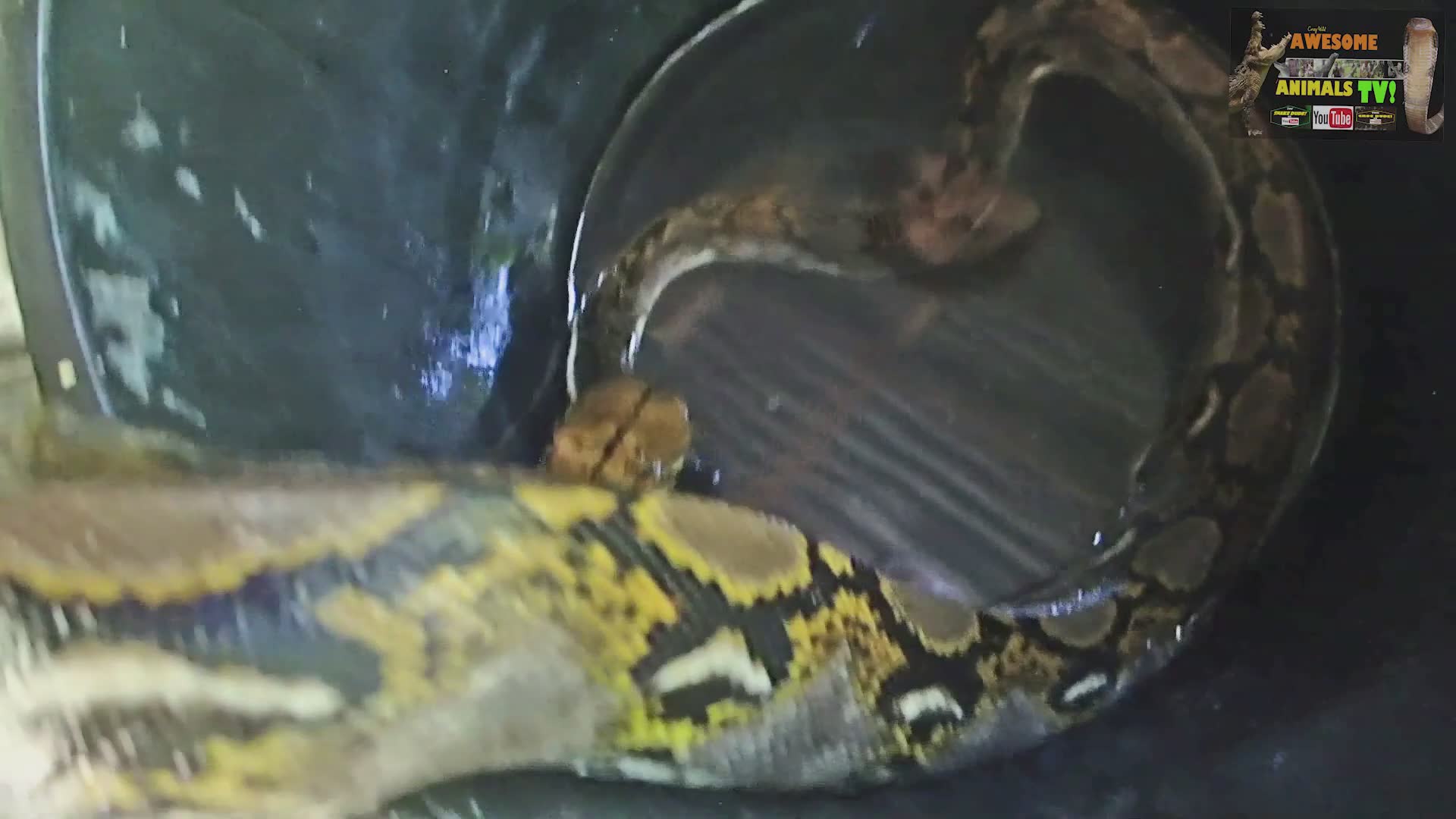 Reticulated python | Do snakes drink water? Snake city biggest snakes