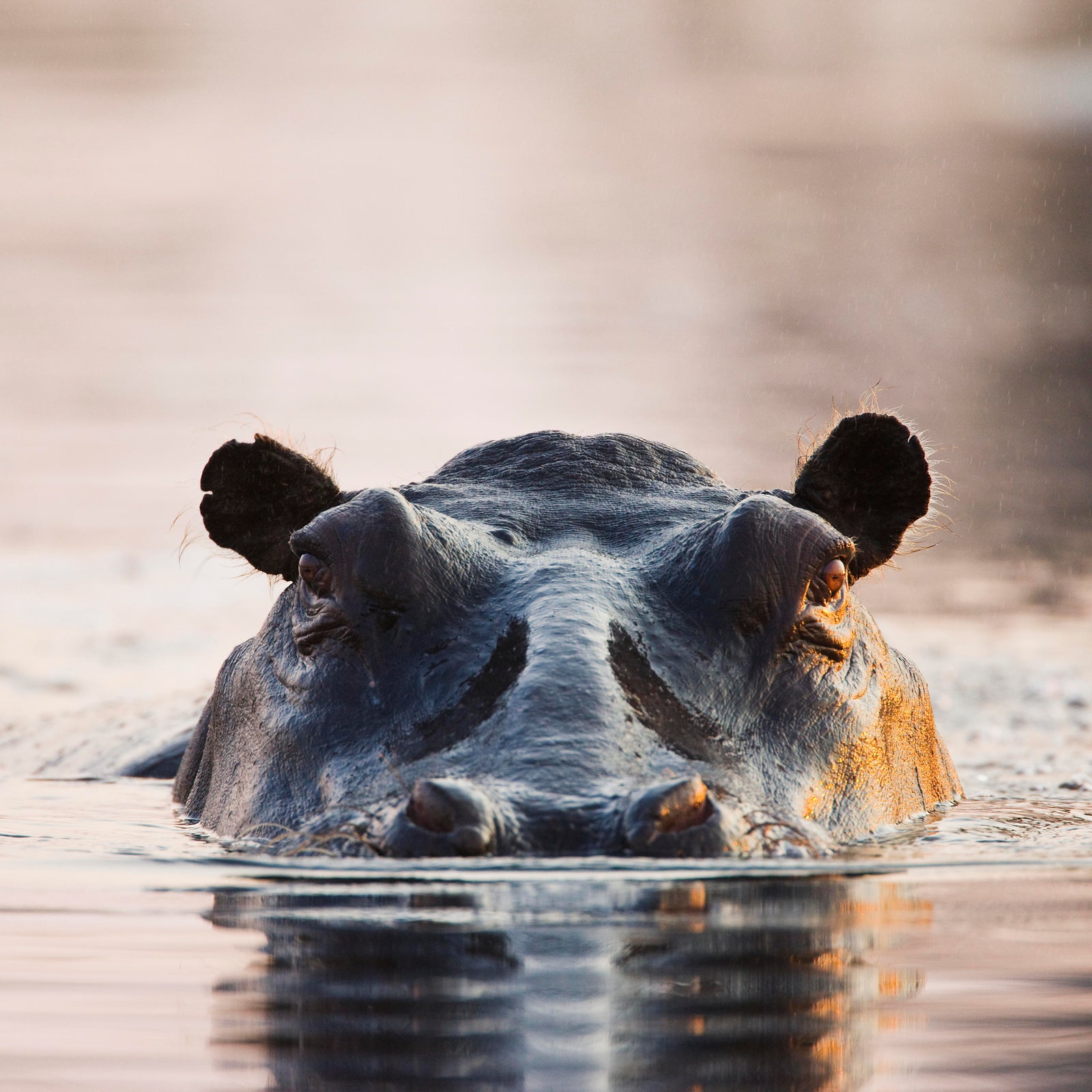 Baby, children among 11 missing after hippo capsizes boat