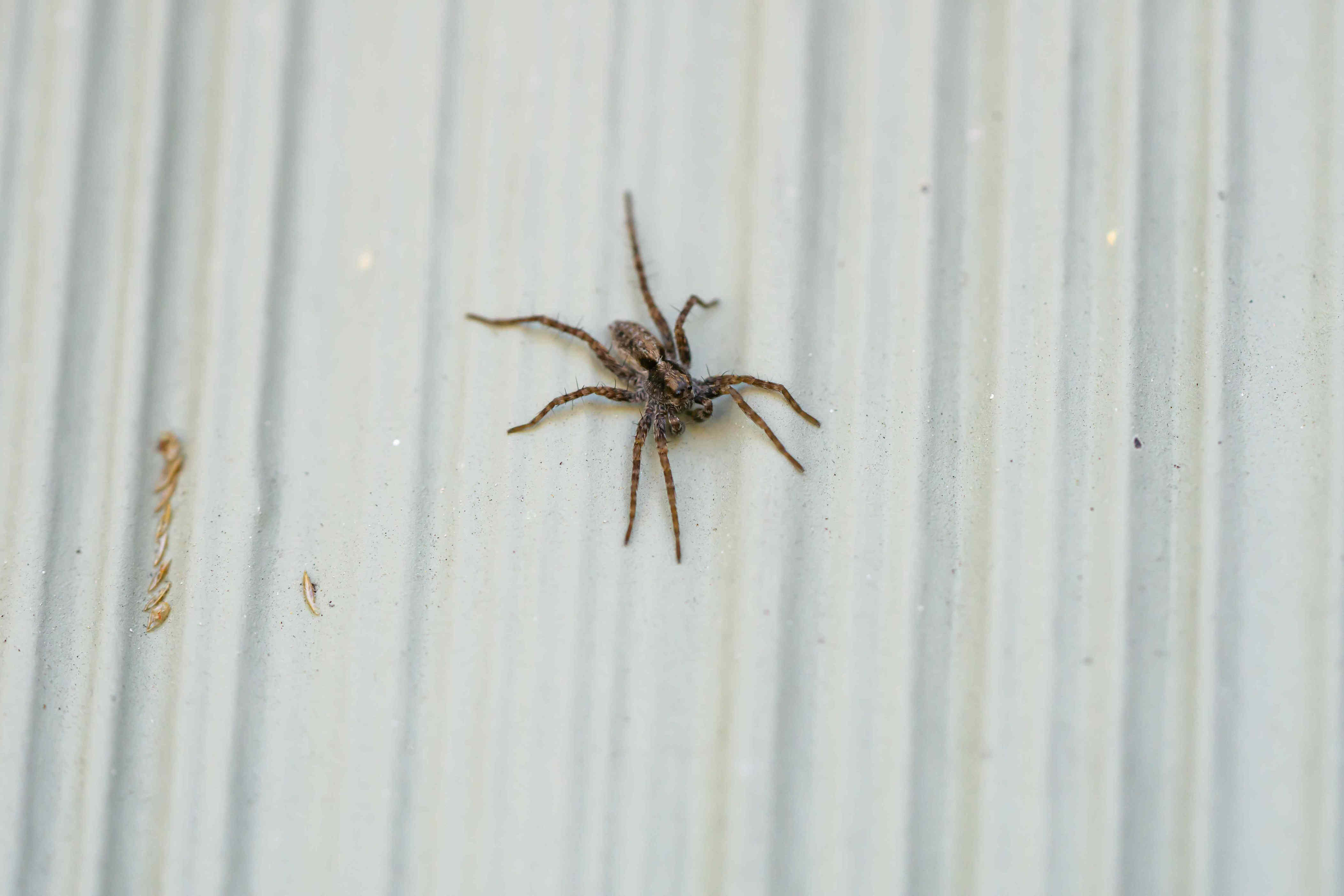 Worried about that bug bite? Signs it might be from a wolf spider