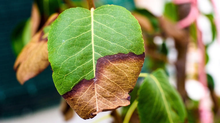 Leaf scorch in a plant