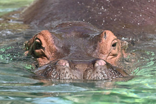 Hippopotamus capsizes boat in Ivory Coast, 11 missing