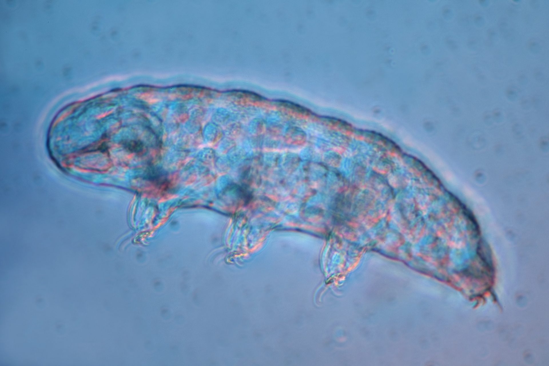 De opwarming van de aarde is ook voor hen een gevaar