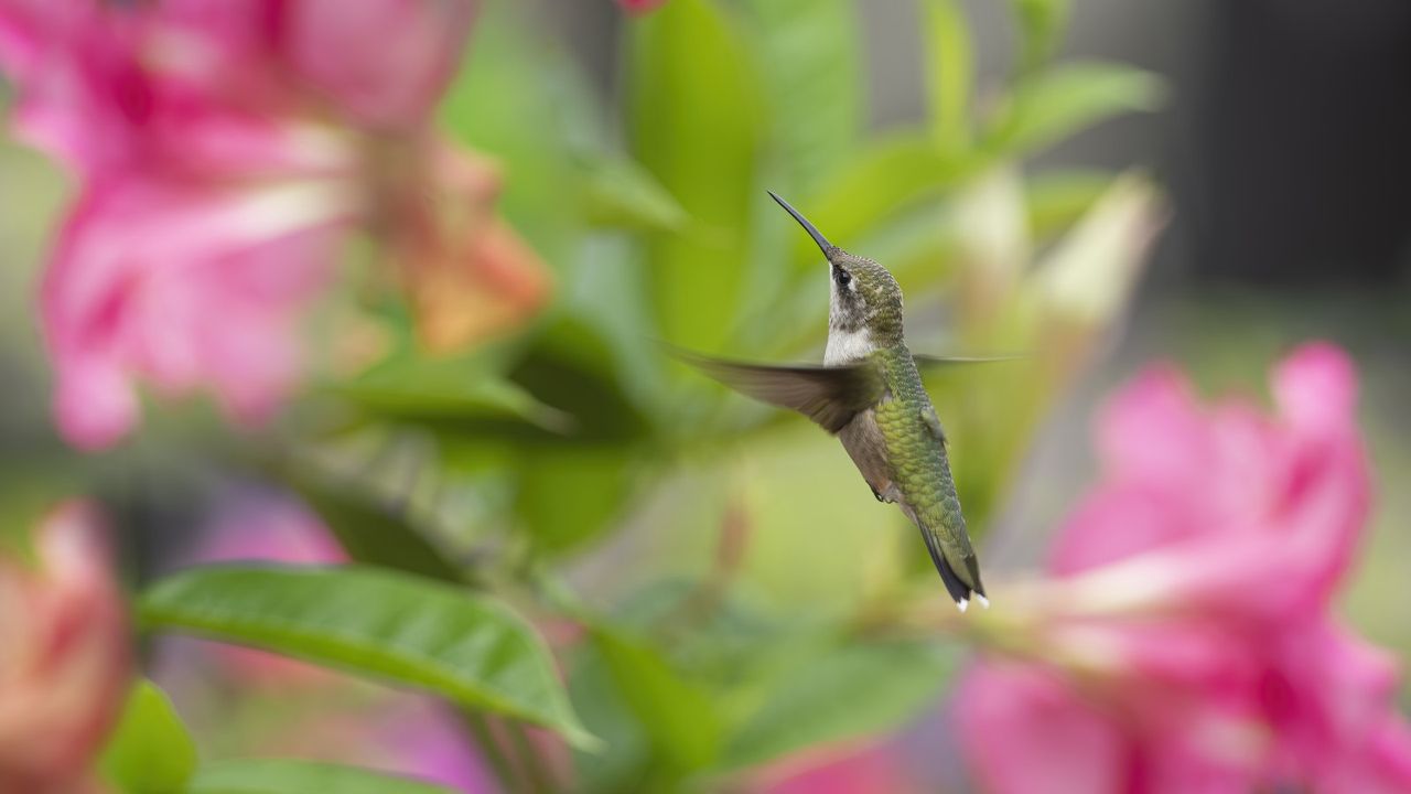 7 tubular flowers to never deadhead in September – these plants are a ...