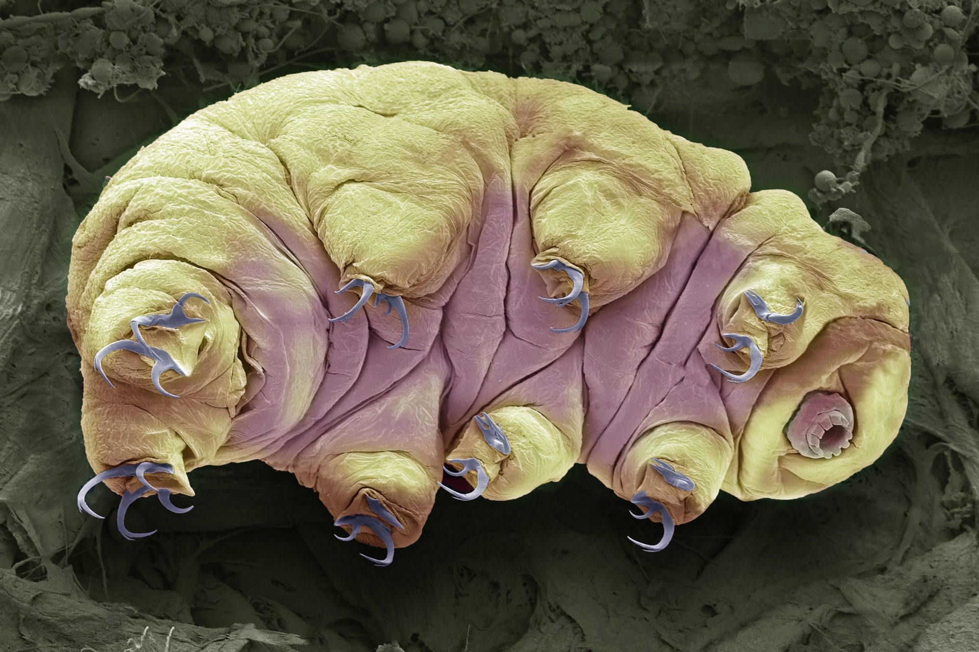 De legendarische beerdiertjes