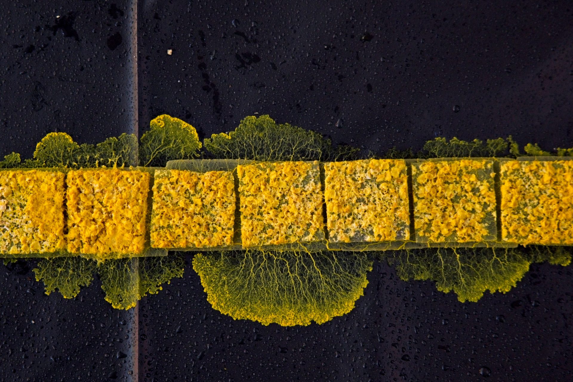 Geen hersenen en toch intelligent?