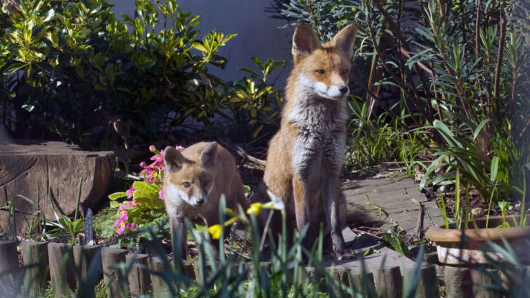 Having trouble with foxes in the garden? Try these 7 safe and effective ...