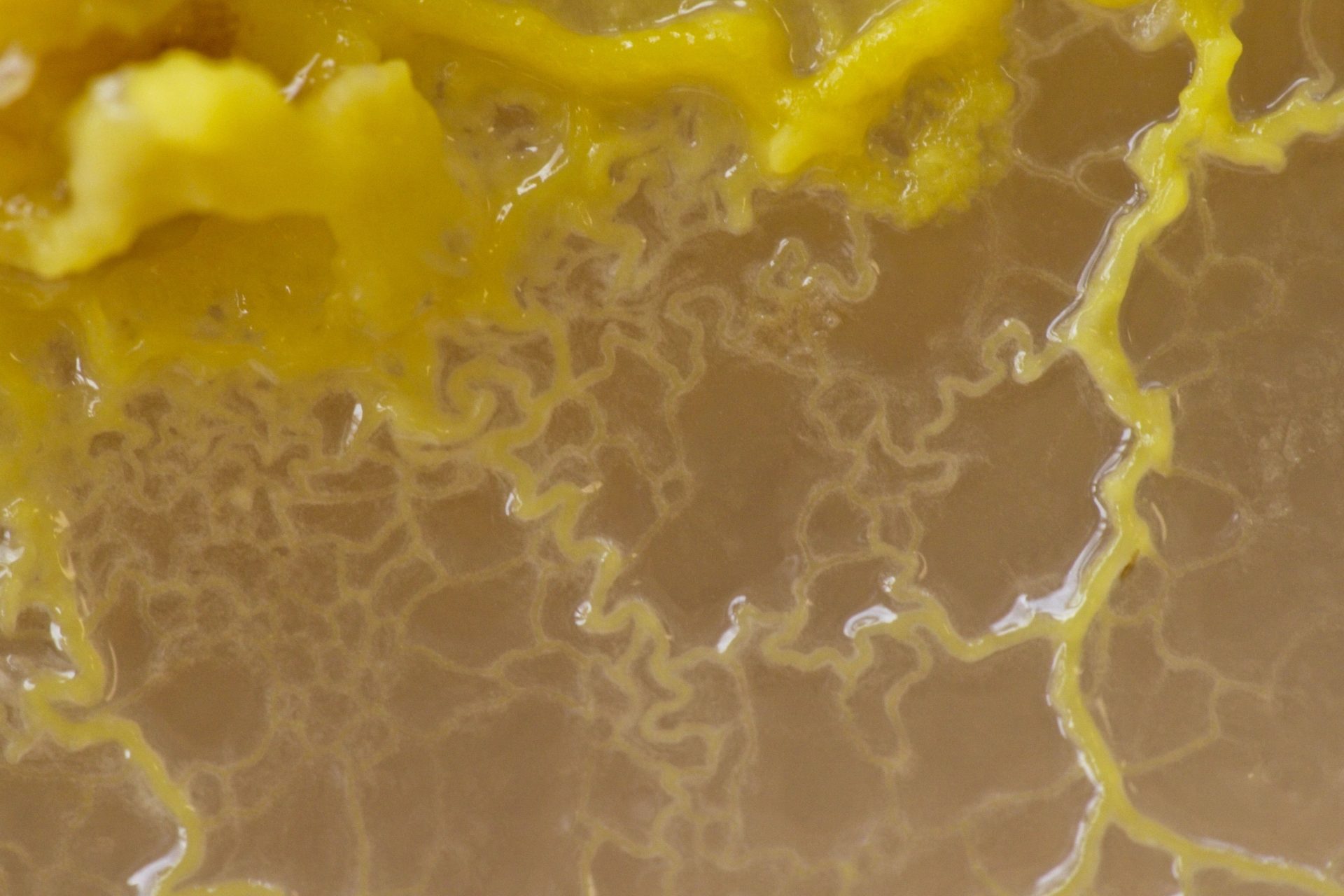 Heeft het echt 720 geslachten?