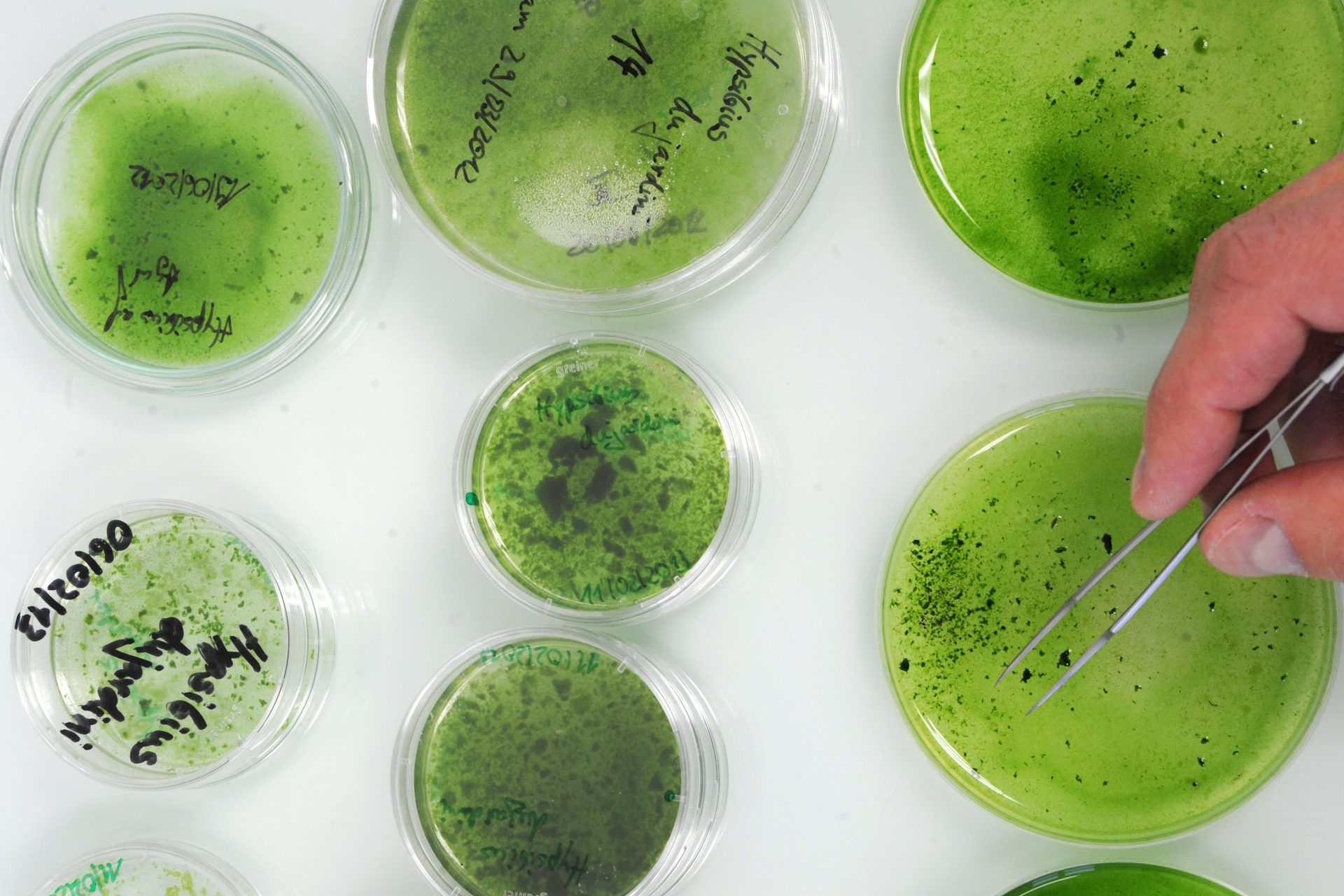 Een ander bizar wezen