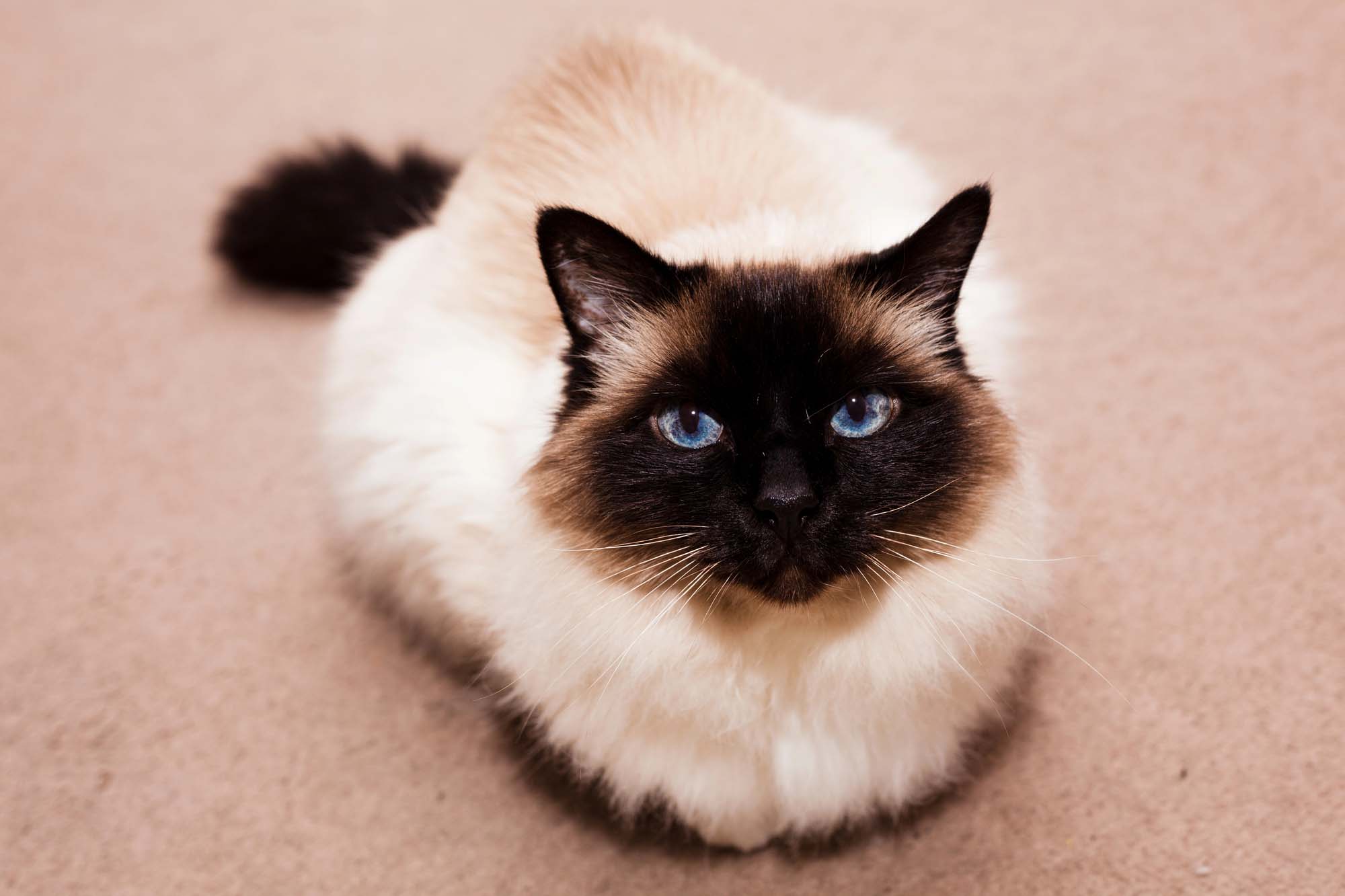 The Longest-Living Cat Breeds Revealed