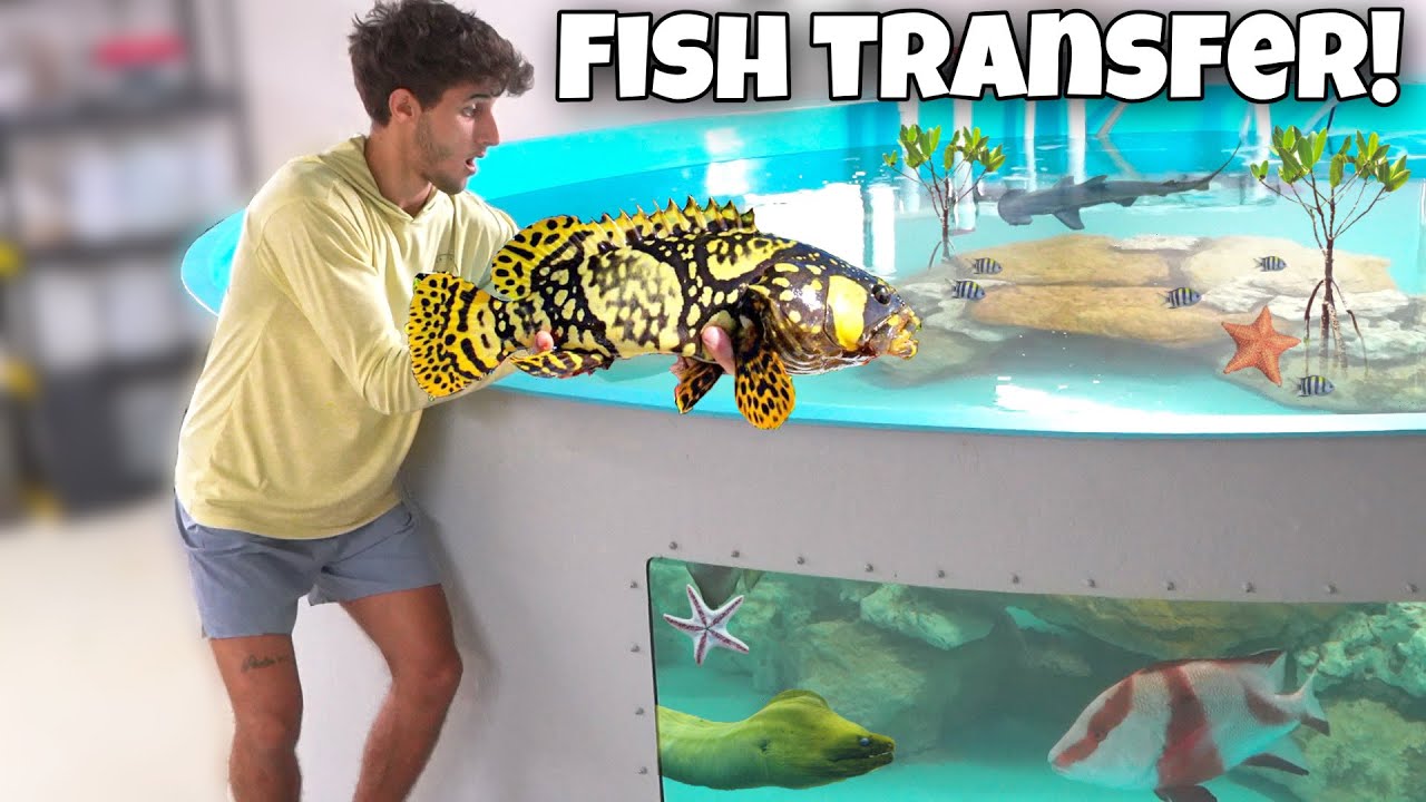 Transferring all my exotic fish into new saltwater pond!