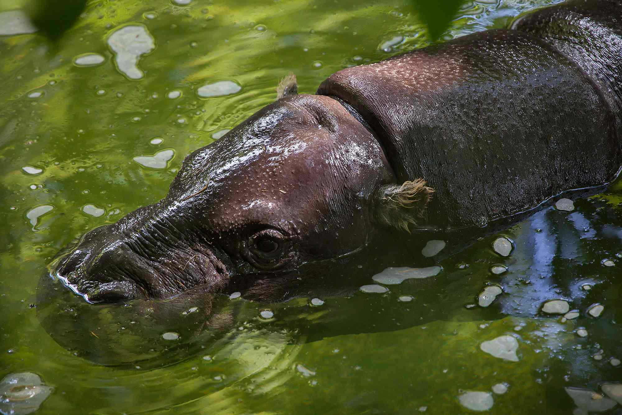 Hippo Capsizes Boat, Leaving 11 Missing — Including Children and a Baby(02)