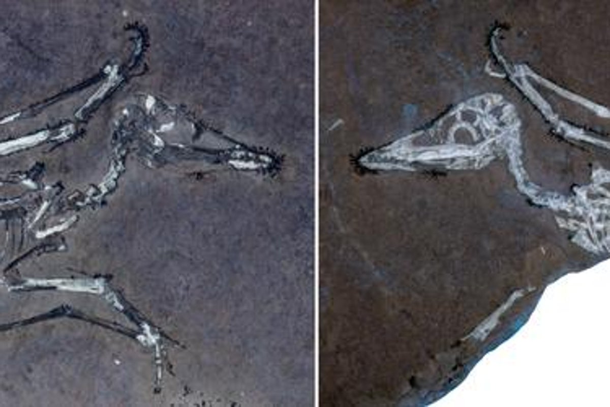 150-million-year-old mystery solved by skeletons of baby pterosaurs
