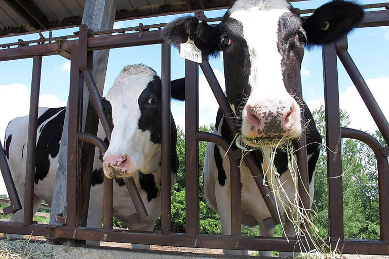 Persistent Drought Strains Livestock Farmers In Vermont