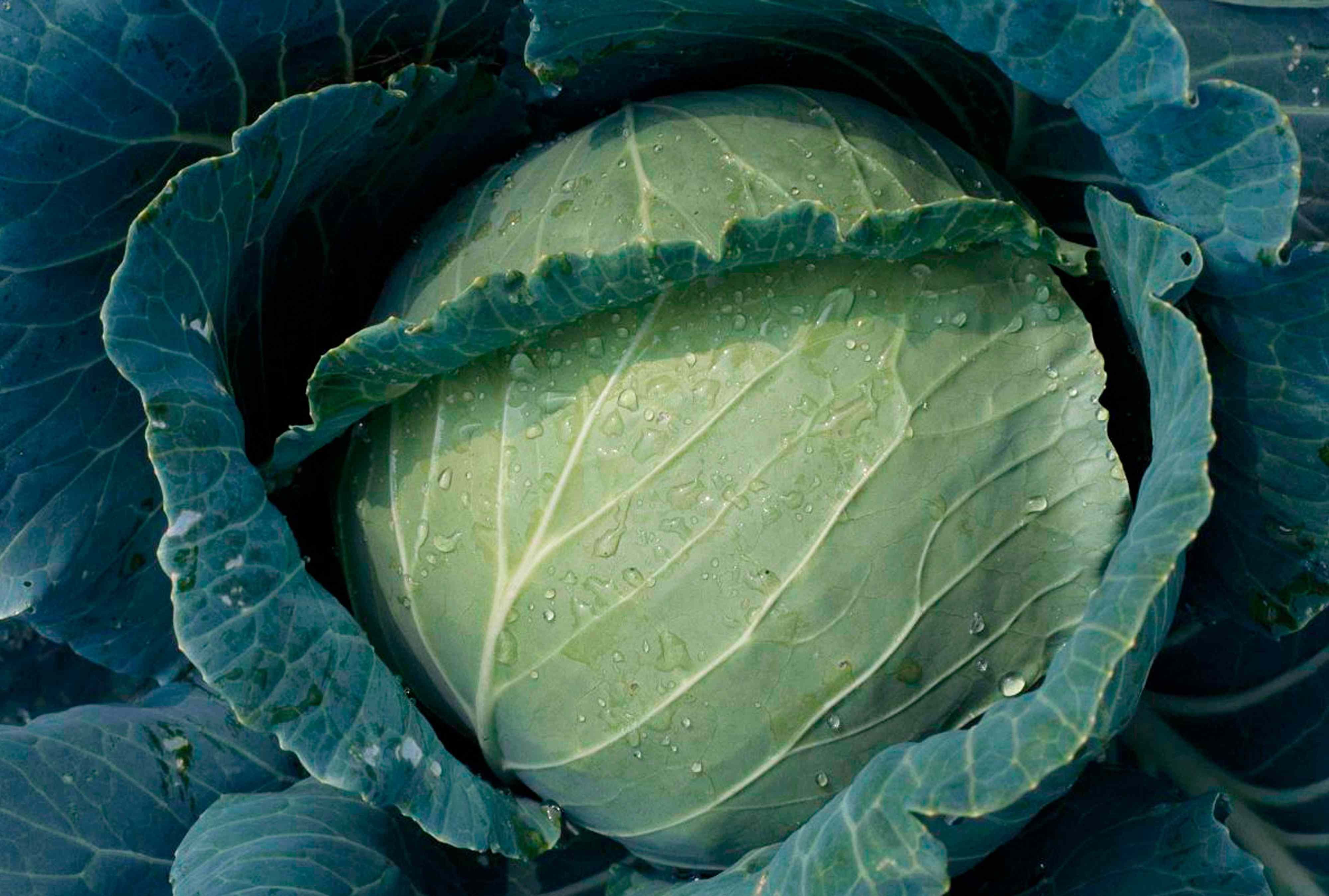 Why Your Homegrown Cabbages Are Splitting—and How to Save Them Before