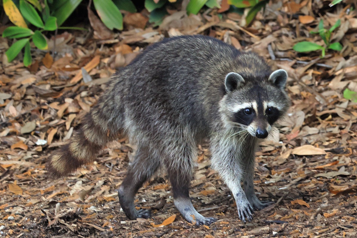 Nurse in Kentucky goes viral for giving CPR to drunken raccoon