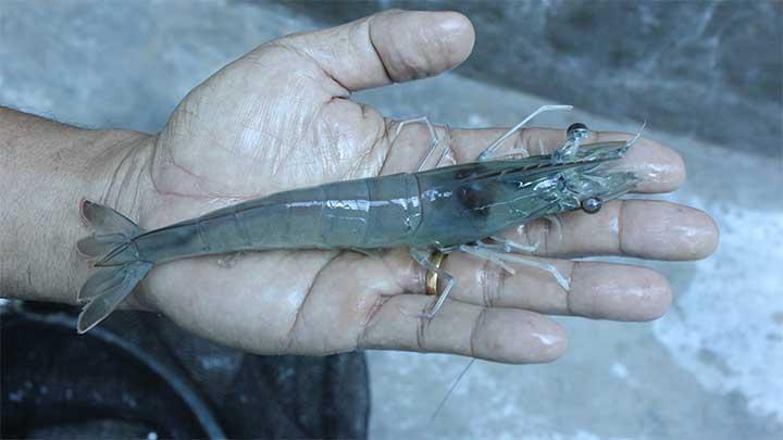 Kontaminasi Radioaktif Besi Tua pada Udang, Pakar ITB Beri Penjelasan