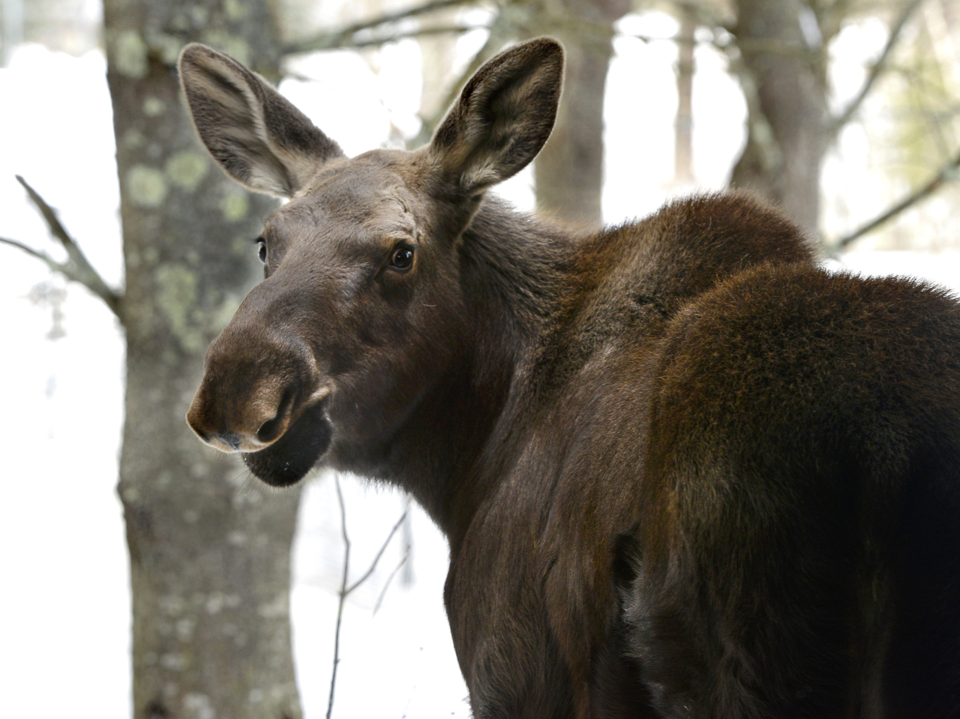 Why Wildlife Streaming Is The New Showstopper