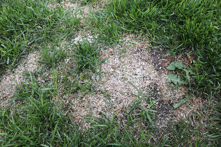 How to revive your lawn in autumn after back-to-back heatwaves