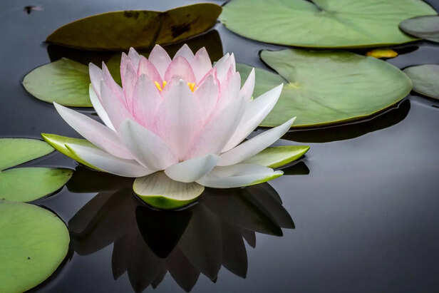 Don’t be ruled by outcomes; fight without attachment.