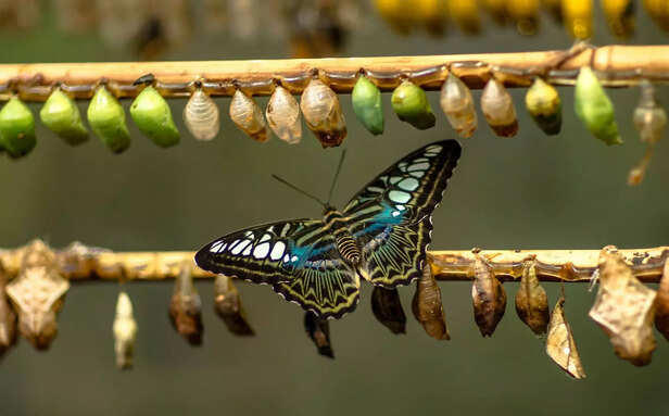 Endings are transitions, not destruction, fear loosens its grip.