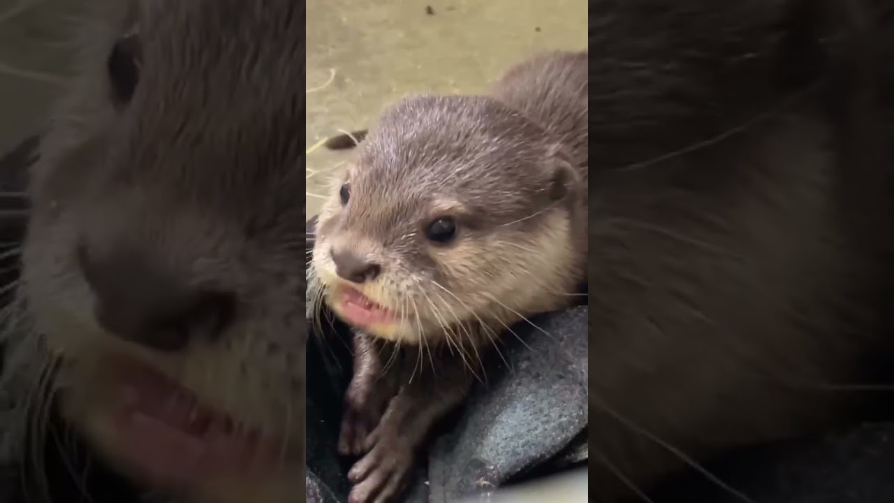 Asian small-clawed otters explore the water and hunt tiny fish
