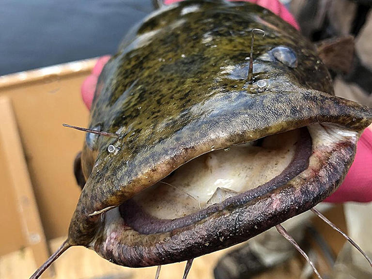 Invasive flathead catfish now top predators in Susquehanna River in ...