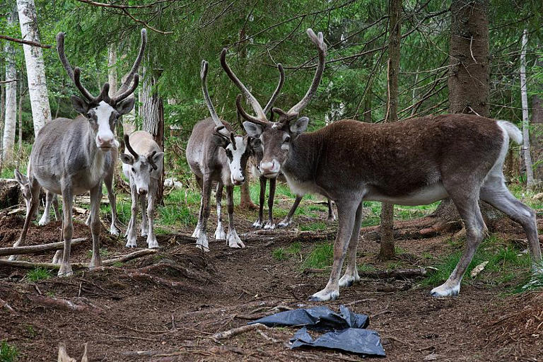 Reindeer stand at a farm in Lulea, Sweden AP Photo/Malin Haarala