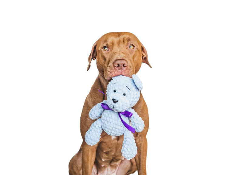 Why Do Dogs Like to Pull Stuffing Out of Toys: Surprising Reasons Revealed