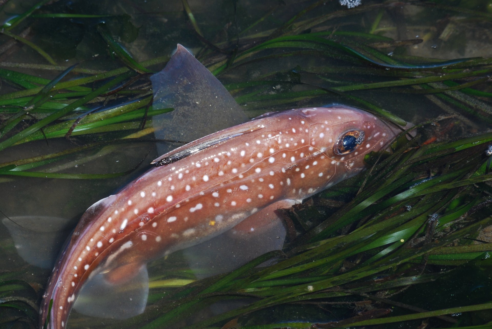 Ratfish use forehead teeth rods for mating rituals