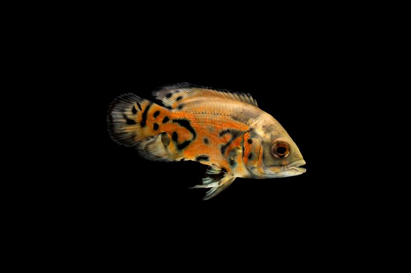 7 Beautiful Fish That Suffer In Small Tanks