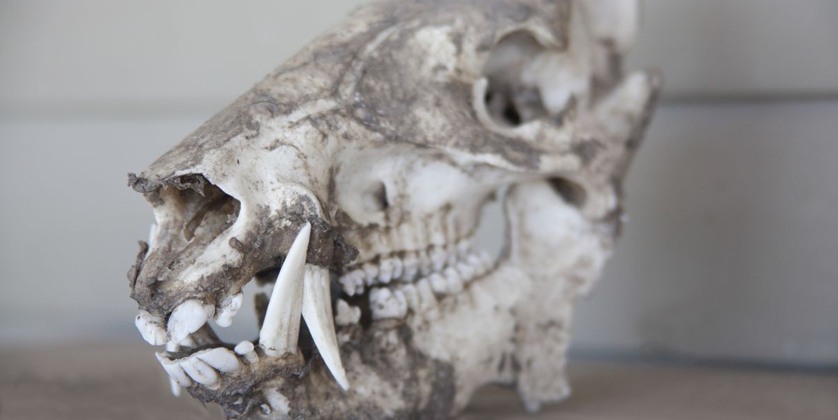 archaeologists-discovered-the-skull-of-a-bear-once-used-in-roman