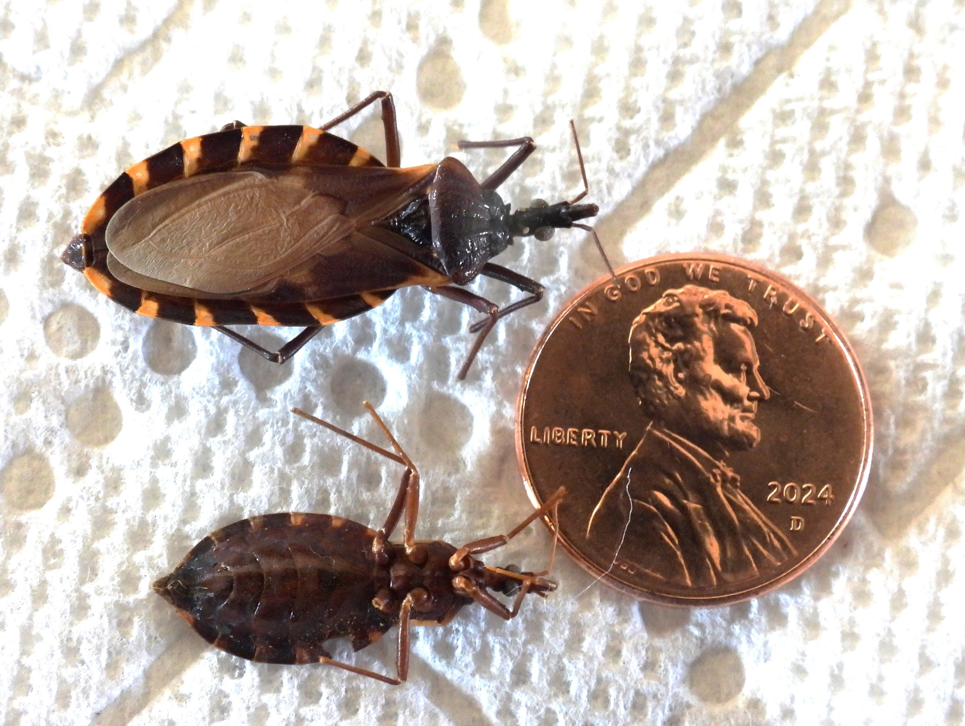 UF scientists warn of kissing bugs that can spread parasite in Florida