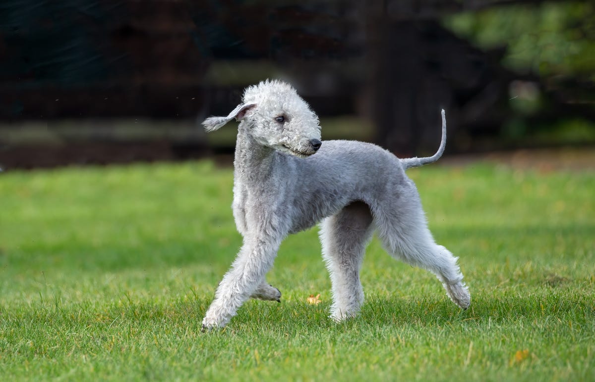 5 curly-coated dog breeds, including the oldest and rarest retriever