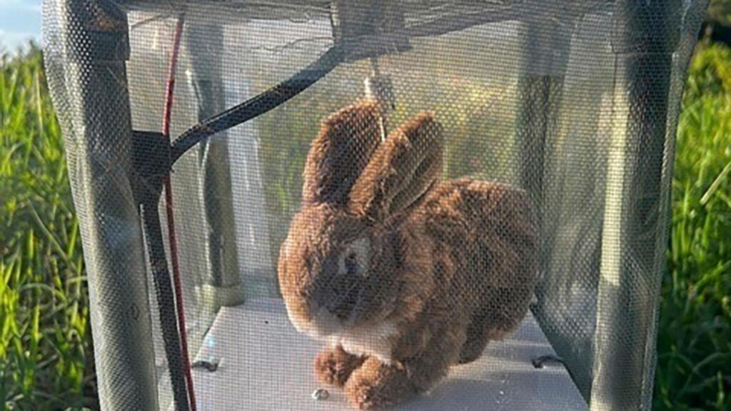 Florida Deploys 'Terminator' Rabbits in Fight Against Invasive Burmese ...