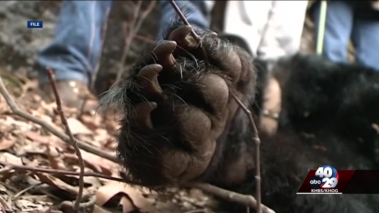 Bear who attacked Arkansas man tests negative for rabies and distemper