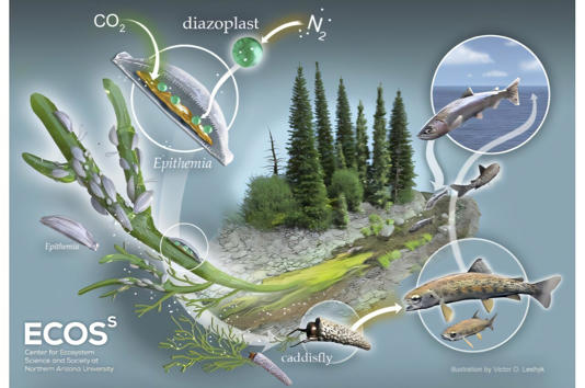 Credit: Victor Leshyk/Northern Arizona University