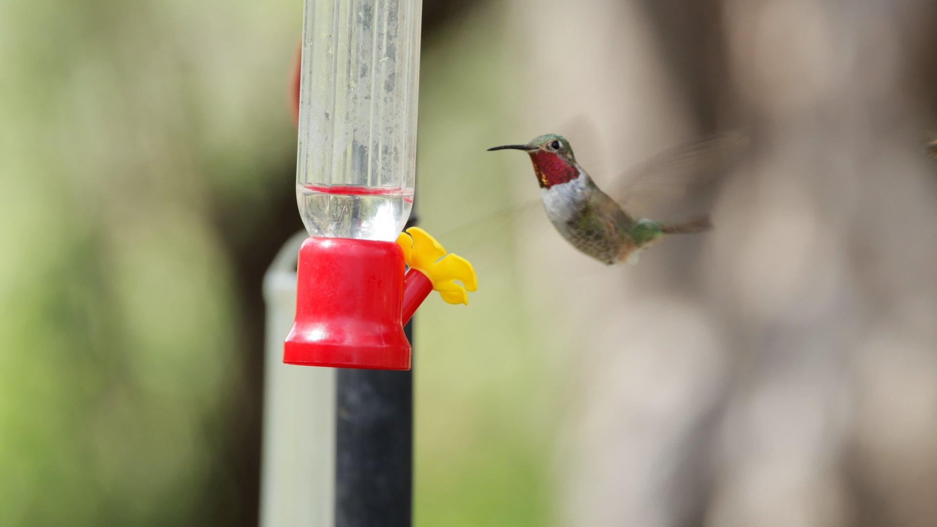 Where To See Hummingbirds As They Head South This Fall