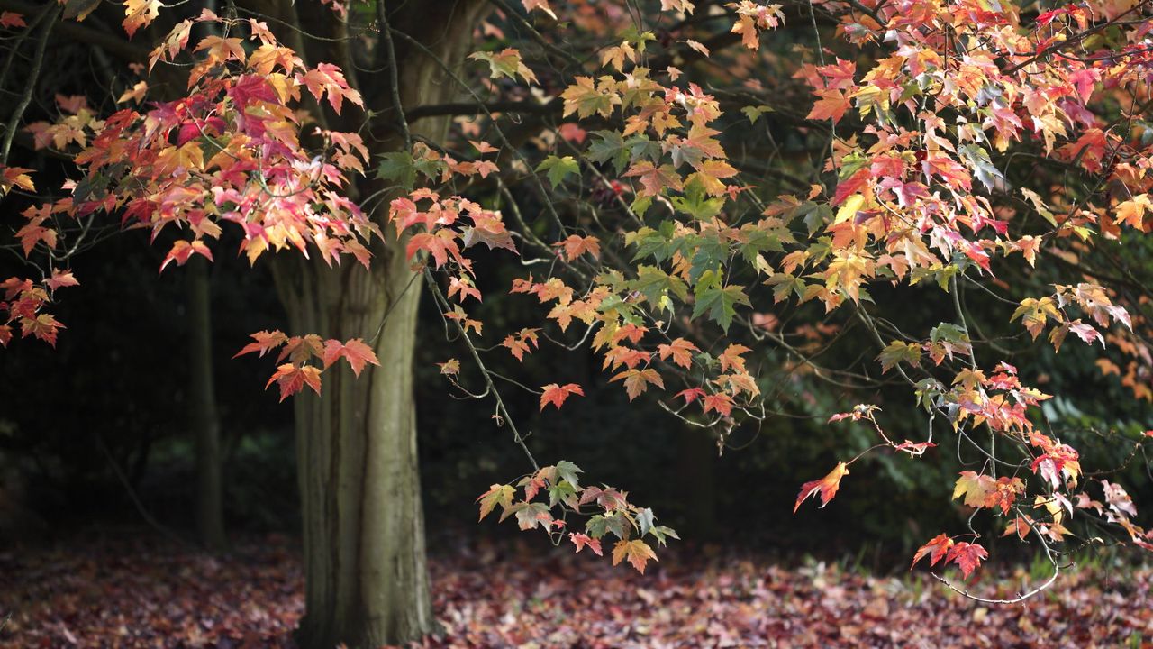 What exactly is a false fall? How gardeners can help get plants and ...