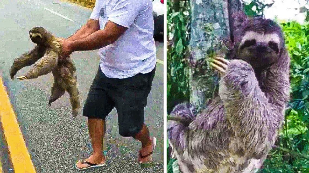 Man Spots Sloth on the Road—What He Does Next Is Heartwarming!