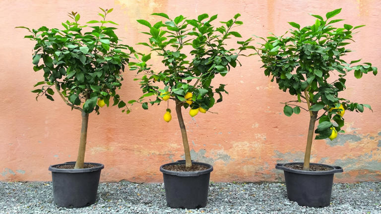 3 árvores que dão frutos o ano inteiro e podem ser plantadas em vasos