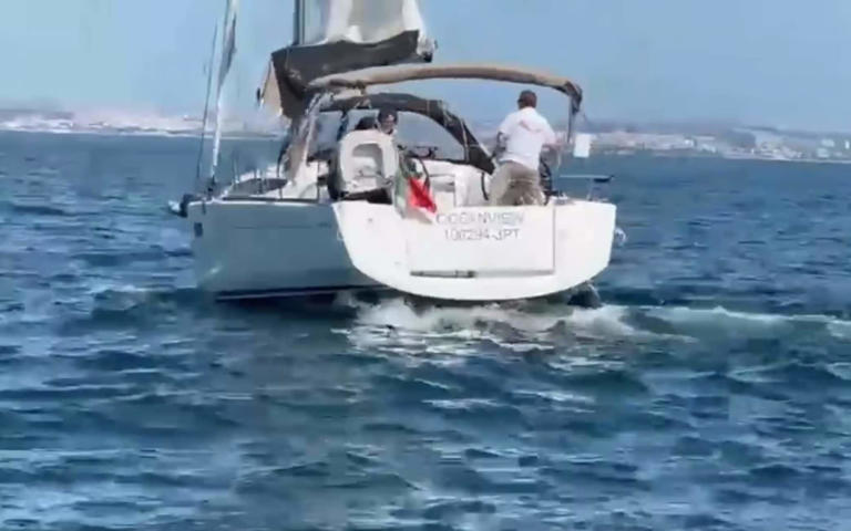 Orca whales striking the rudder of the yacht