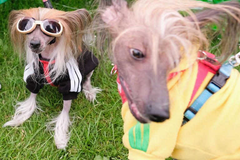 How to find out if your dog has ADHD