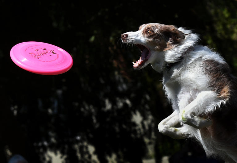 How to find out if your dog has ADHD