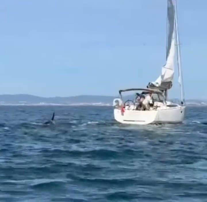 An orca whale approaching the tourist yacht in the water