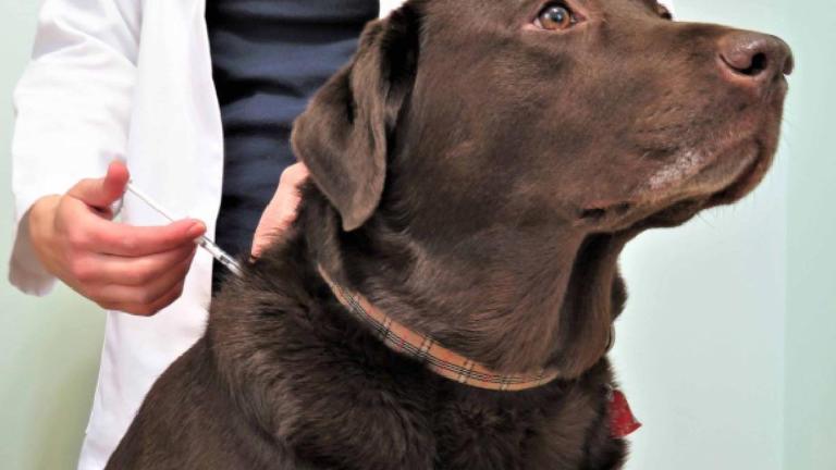 ¿Cómo logró México eliminar la rabia humana por perros?