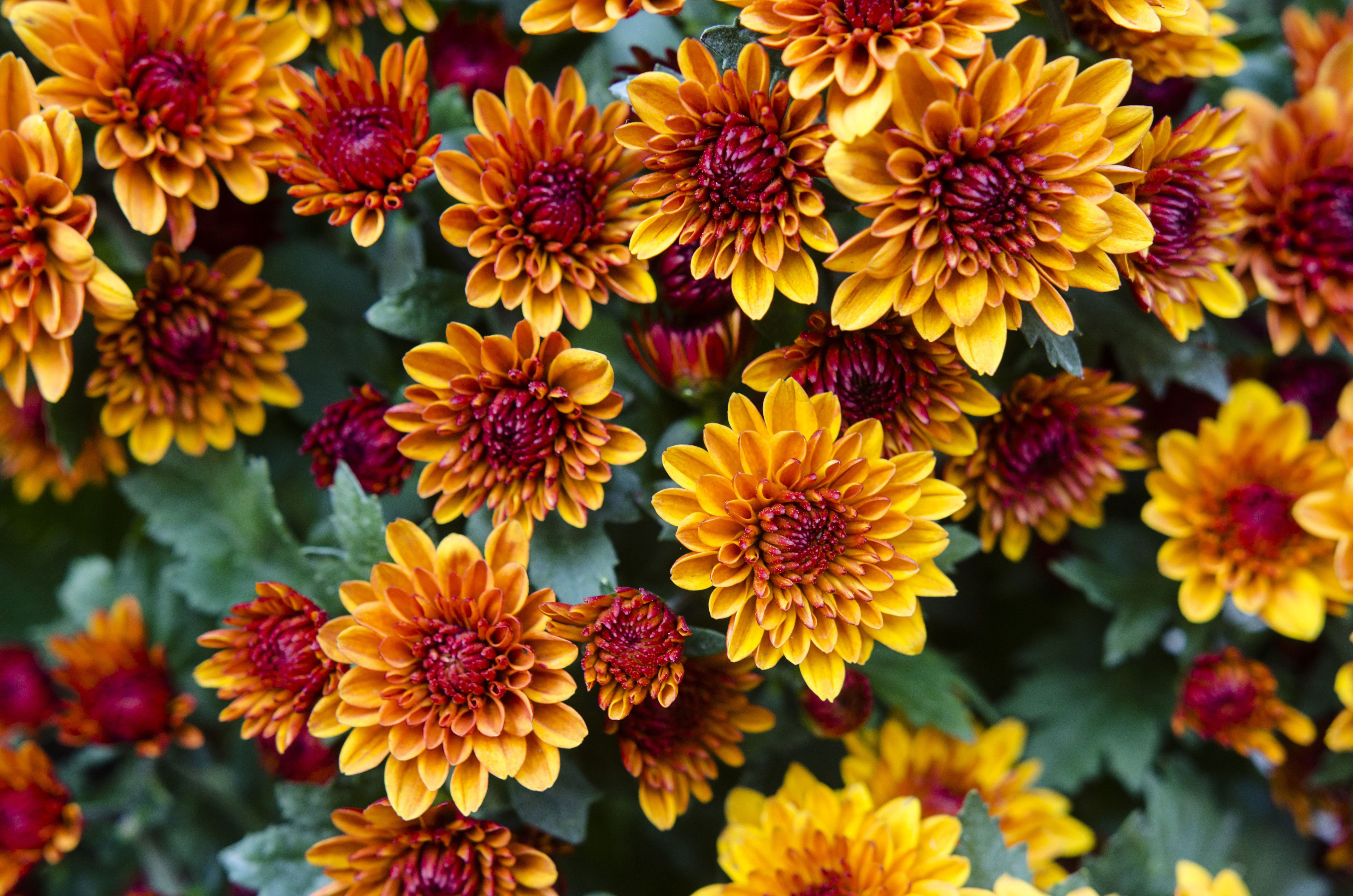 10 Best Companion Plants for Mums This Fall