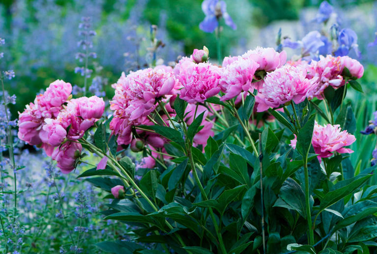 7 effortless perennials to plant in fall for a colorful spring garden
