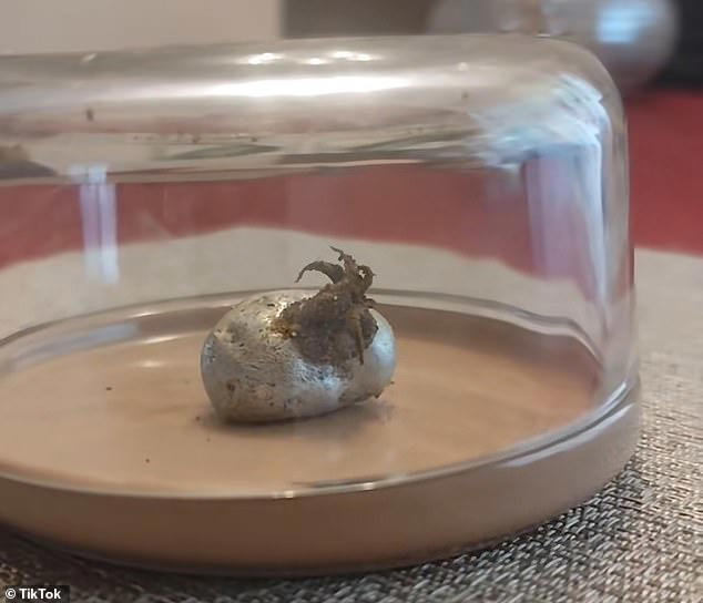 Just days after posting about finding the meteorite, Kin shared videos of the object appearing to grow plant-like tentacles